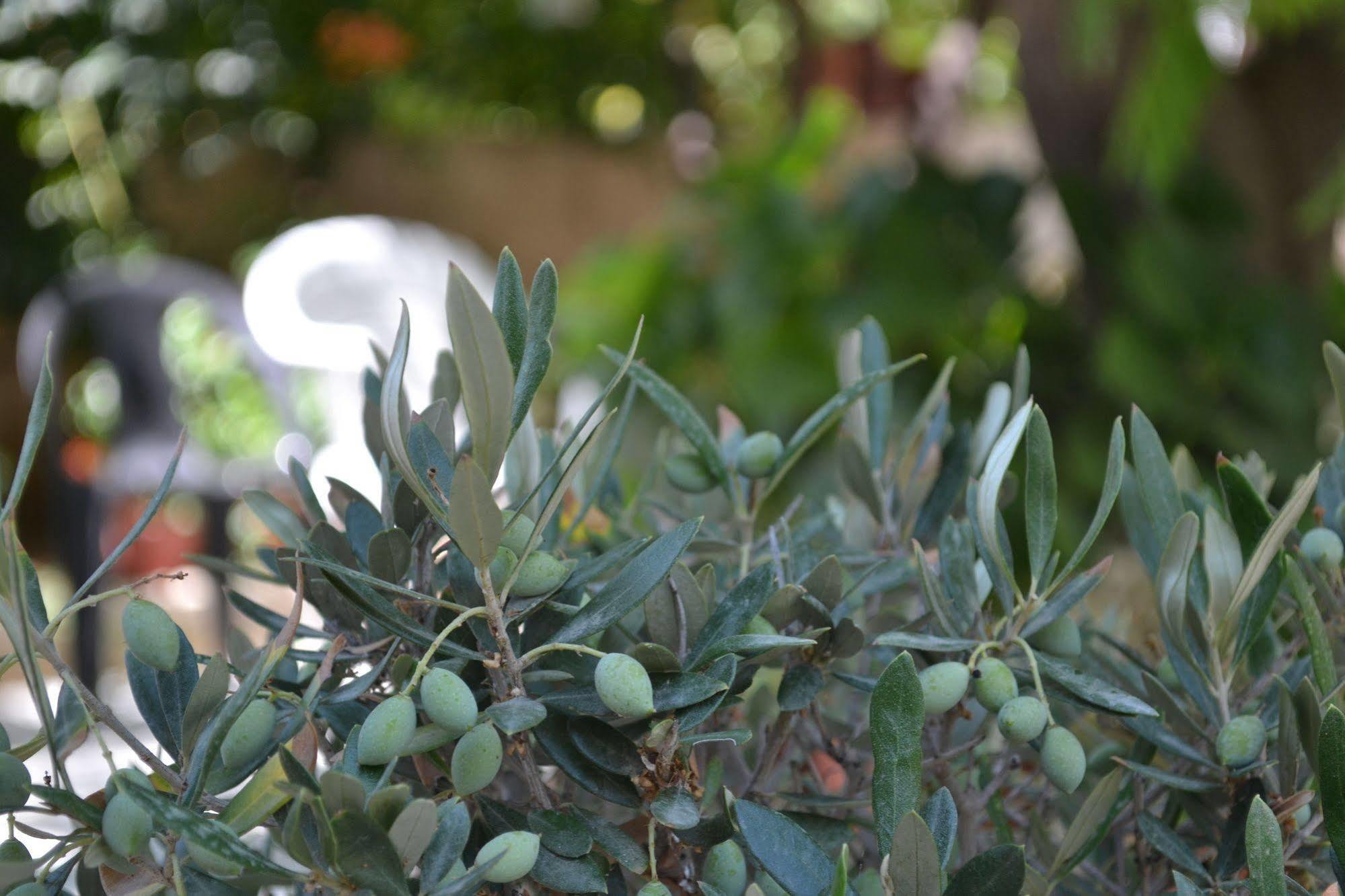 Veggie Garden Athens B&B Bagian luar foto